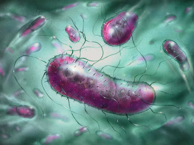 Fakta Menarik tentang Bakteri E-Coli