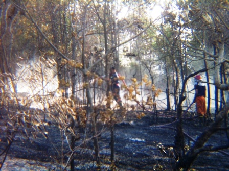 kebakaran hutan nongsa.jpg