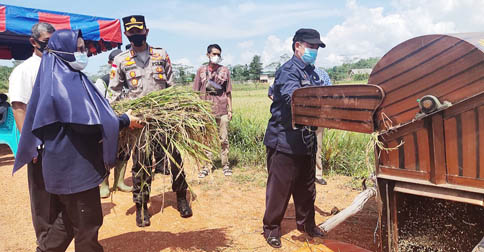 A-PANEN-PADI-BINTAN.jpg