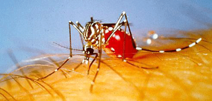 Aedes-Aegypti.gif