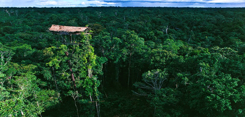 Hutan-Papua1.gif