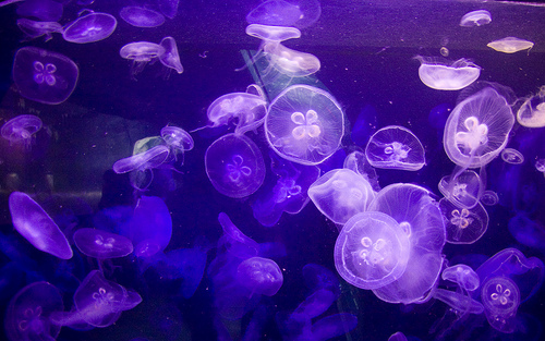 Jellyfish-Jason-Pratt.jpg