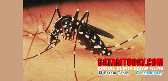 Nyamuk-Aedes-Aegypti-edit.gif
