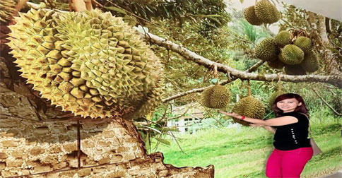 amat-durian1.jpg