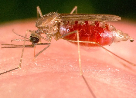 anopheles_mosquito_haxims.jpg