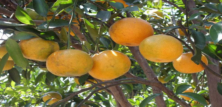 buah-jeruk1.jpg