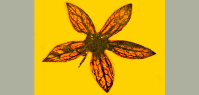 bunga-fosil1.jpg