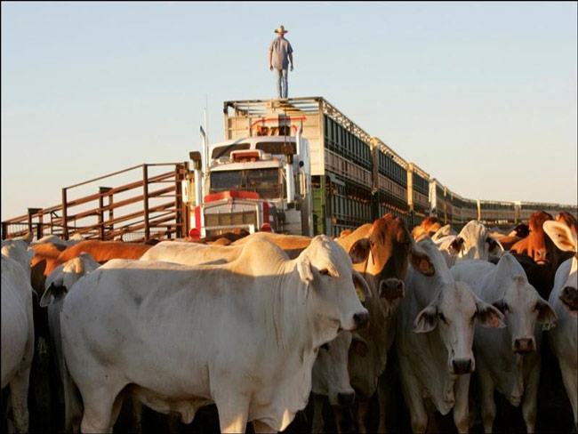 cattle-on-truck-650.jpg