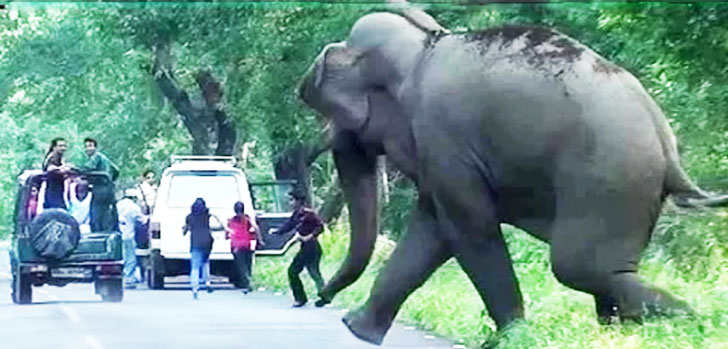 gajah-mengejar-pengunjung.jpg