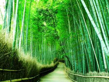 hutan_bambu.jpg
