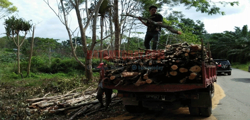 illegal-logging-seipulai1.gif