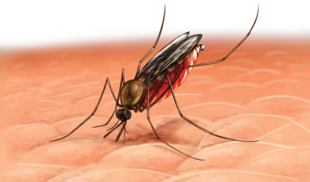 ilustrasi_nyamuk_malaria.jpg