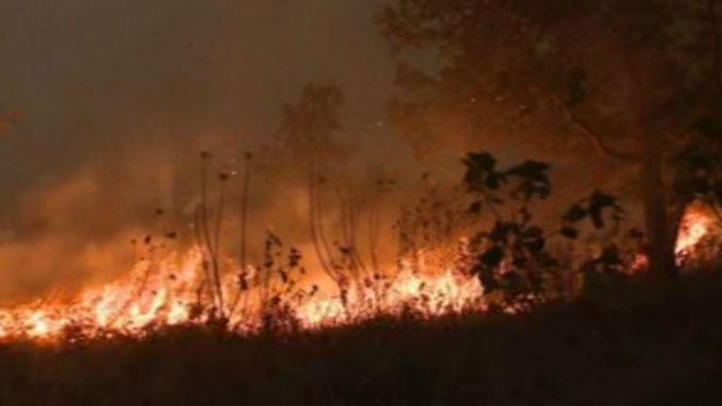 kebakaran_hutan_by_bbc.jpg