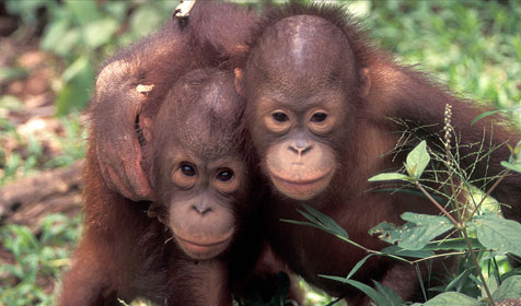 orangutan-kalimantan.jpg