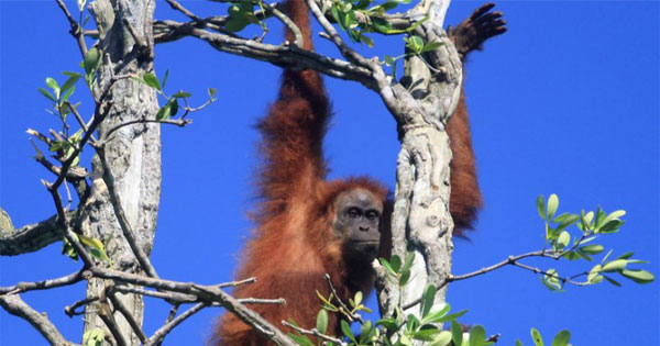 orangutan-sumatera1.jpg