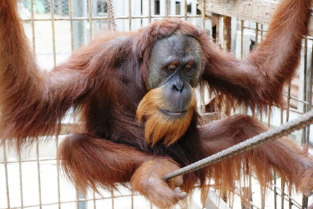 orangutan_sumatera.jpg