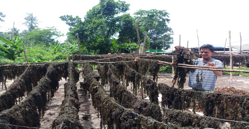 rumput_laut_bintan.jpg