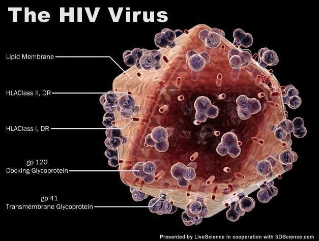 virus_HIV.jpg