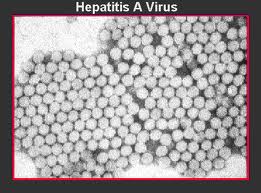 virus_hepatitis_a.jpg